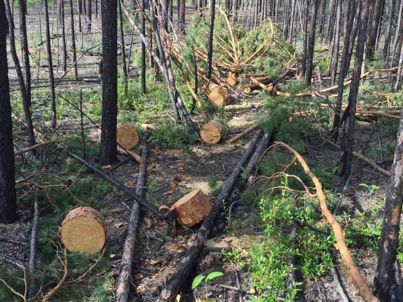 33 случая незаконной рубки леса выявлено в Забайкальском крае