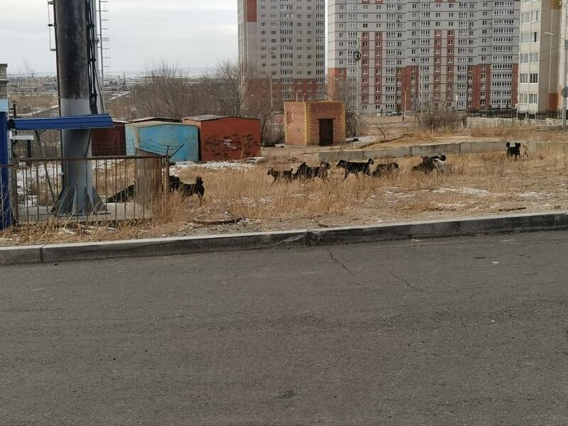 Огромная свора собак поселилась у микрорайона Октябрьский в Чите