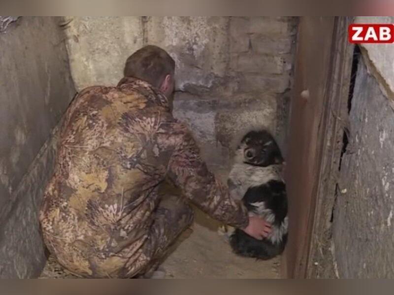 В Оловяннинском районе профинансирован отлов 42 собак в год