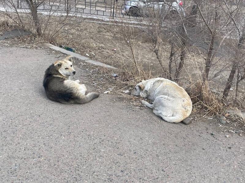 Стая бездомных собак поселилась в центре Читы и пугает прохожих