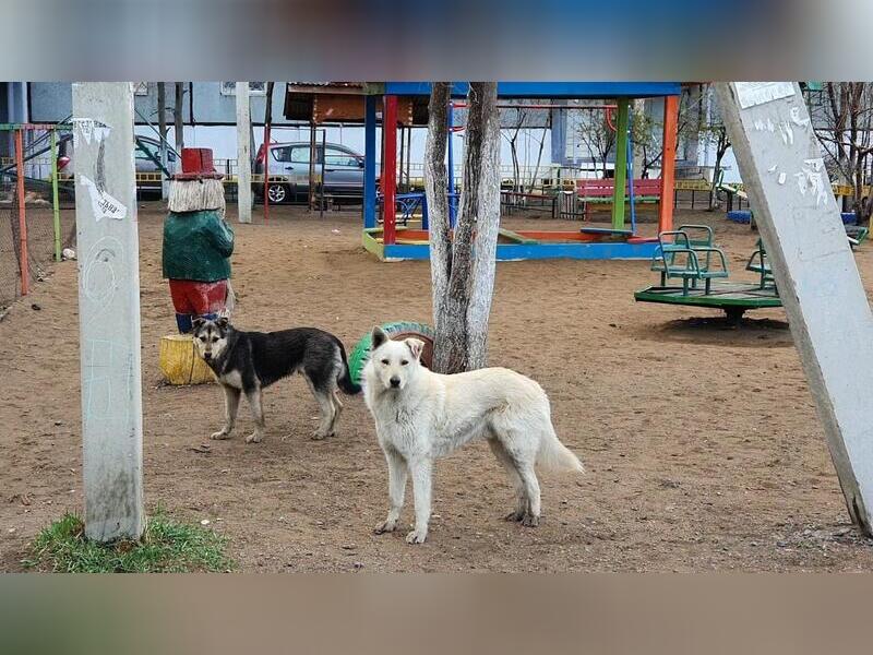 Щеглова: «Поможет ли нам закон об эвтаназии собак - сказать не могу»