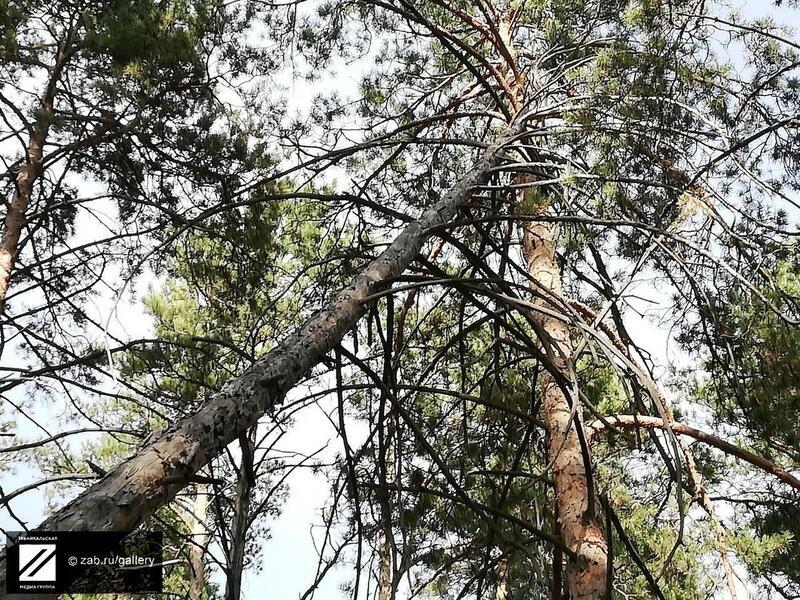 6 апреля в 7 утра в г. Петровск-Забайкальский пьяный водитель «снёс дерево» - есть пострадавшие