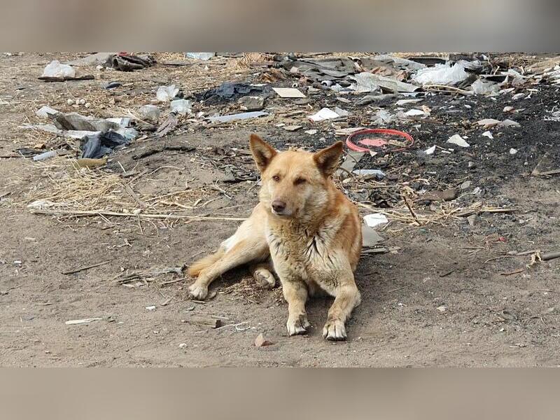 Александр Осипов заявил, что у Забайкалья достаточно денег на решение проблемы бездомных животных