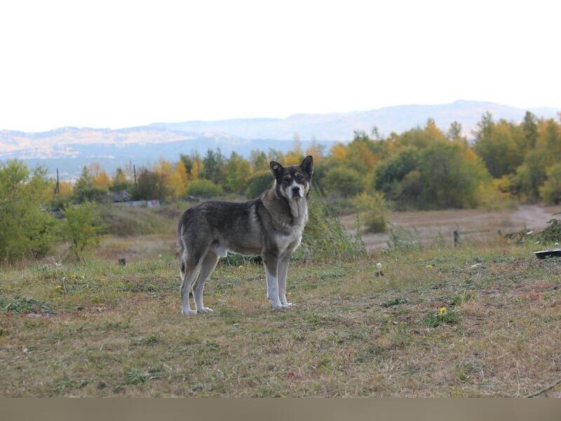 «Пять звёзд» выиграла контракт на ловлю собак за 14 млн рублей в Чите