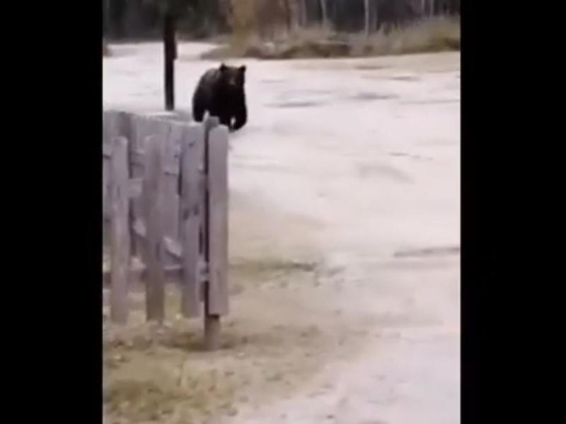 Минприроды опровергло, что видео с убегающим от медведя мужчиной снято под Читой