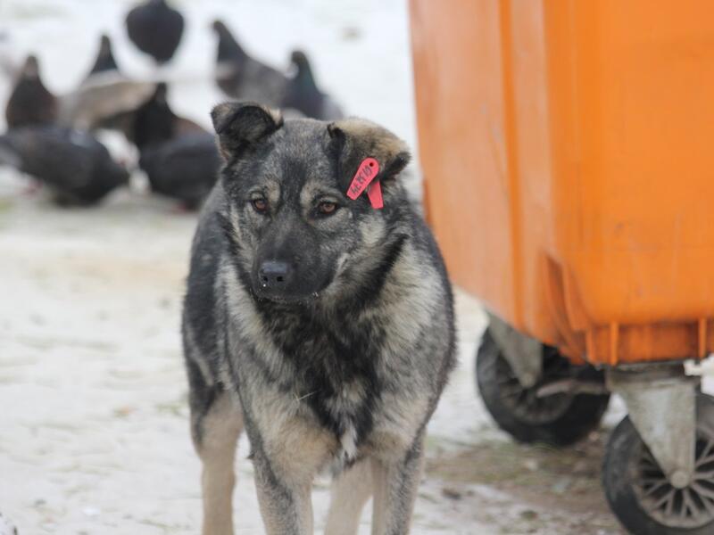 Сколько собак отловили за сутки в Чите?