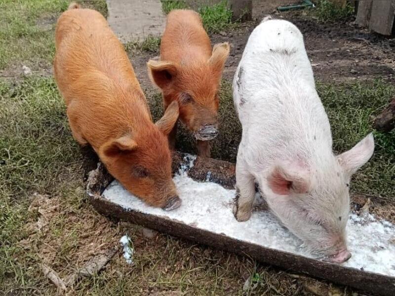 Вспышки африканской чумы свиней зафиксированы в Амурской области