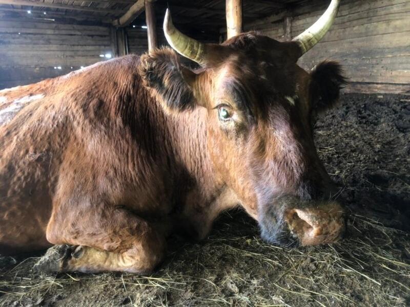 Очаг заболевания сельскохозяйственных животных обнаружен в Забайкалье