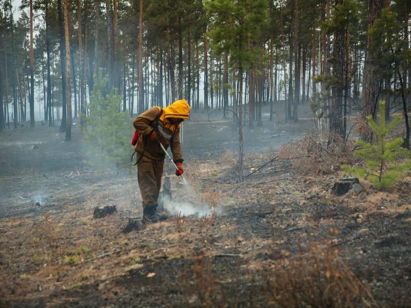 Лесной пожар на площади 22 гектара локализовали в лесничестве Читинского района