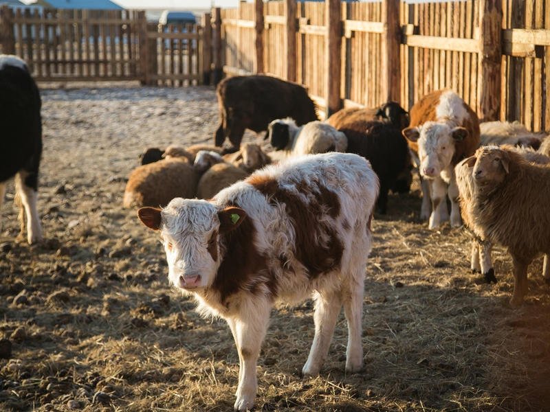 «Коровий вор»  – житель Хушенги похитил и забил животное для продажи мяса
