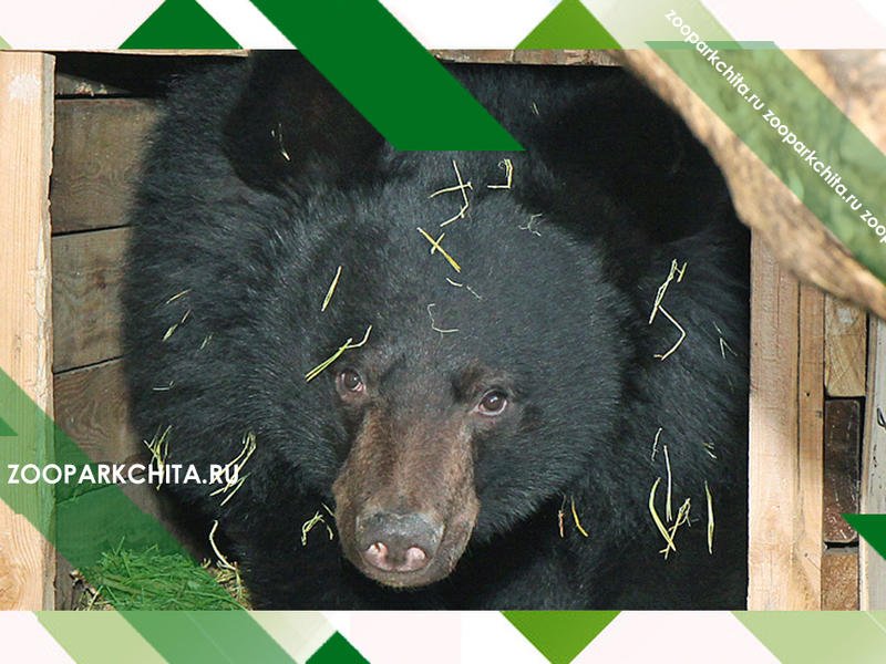 Двух медведей в Чехию отправит Читинский зоопарк