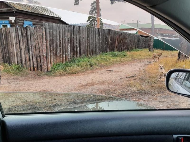 Читинец показал стаи бродячих собак в Ингодинском районе