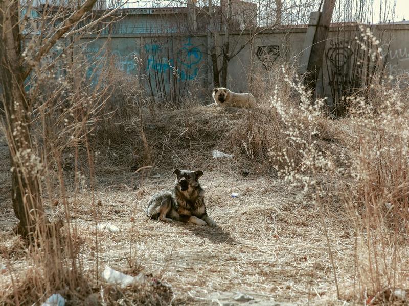 В Госдуму внесли законопроект об усыплении бездомных животных