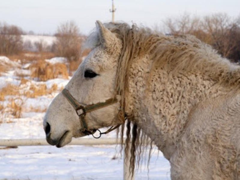 Американские учёные изучат кучерявых лошадей в Забайкалье