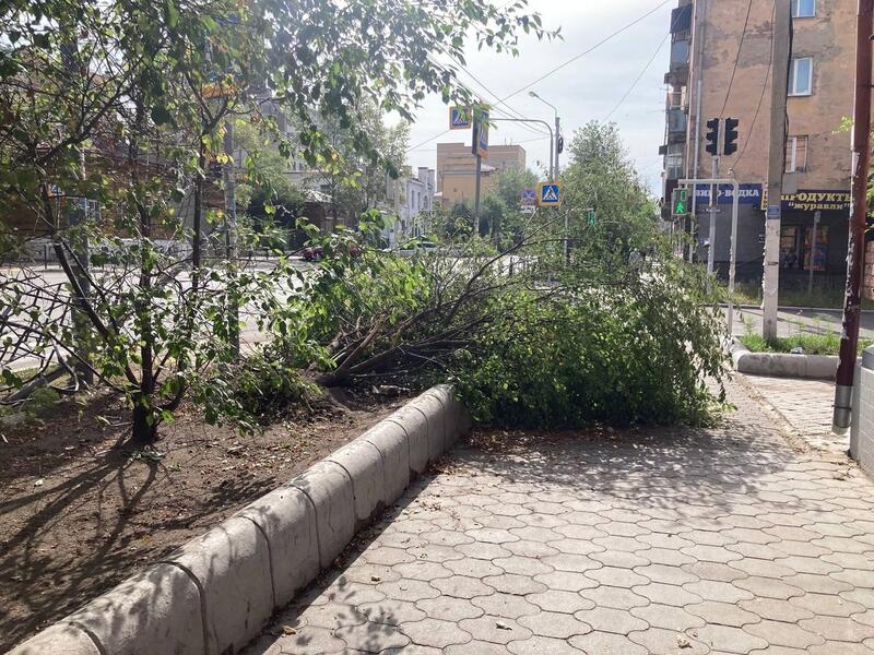 Упавшее дерево перегородило тротуар в центре Читы