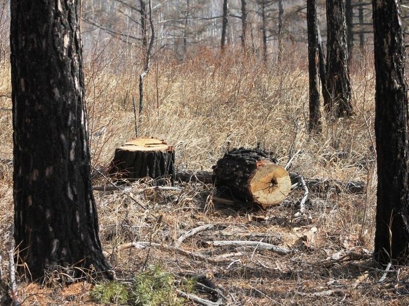 С начала года в Забайкалье выявлено 550 фактов незаконной рубки леса