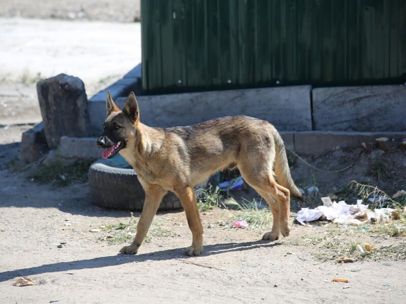 Стая агрессивных собак поселились рядом со школой в Чите