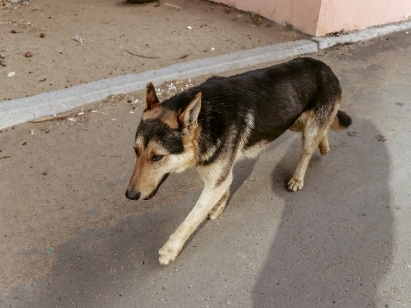 Четырёхлетний мальчик в Приаргунском госпитализирован после нападения бездомной собаки, Следком начал проверку