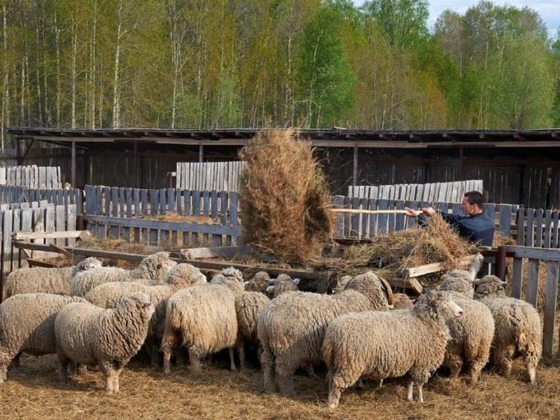 Купить Фермерское Хозяйство В России На Авито