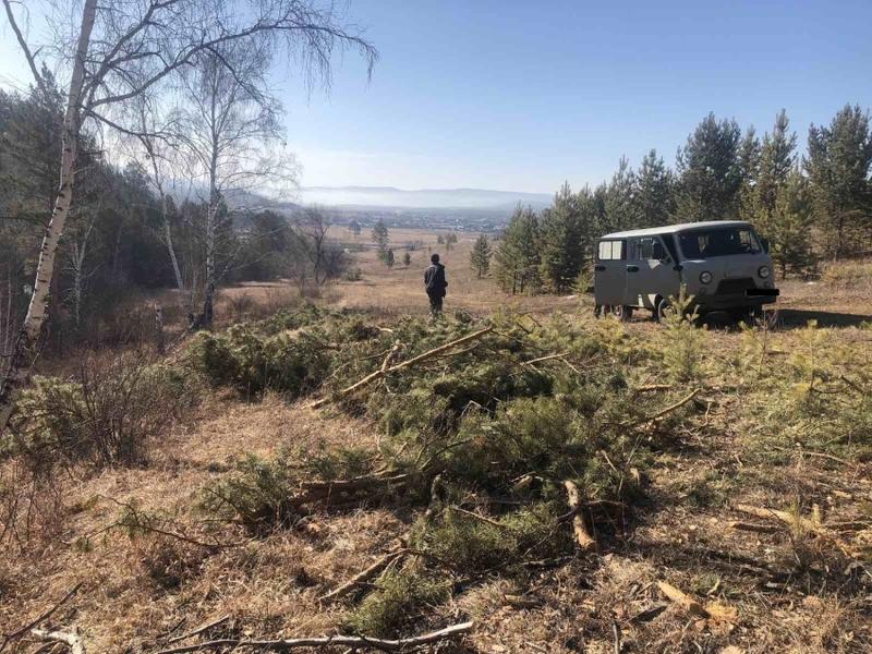 По сообщениям о незаконной рубке леса в посёлке Забайкалья проведут проверку