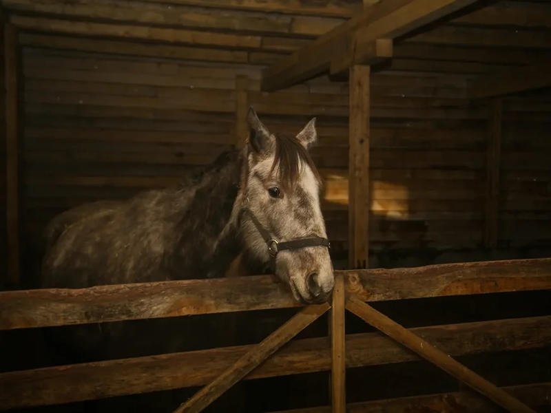 Незаконную перевозку 20 лошадей выявили в Забайкалье