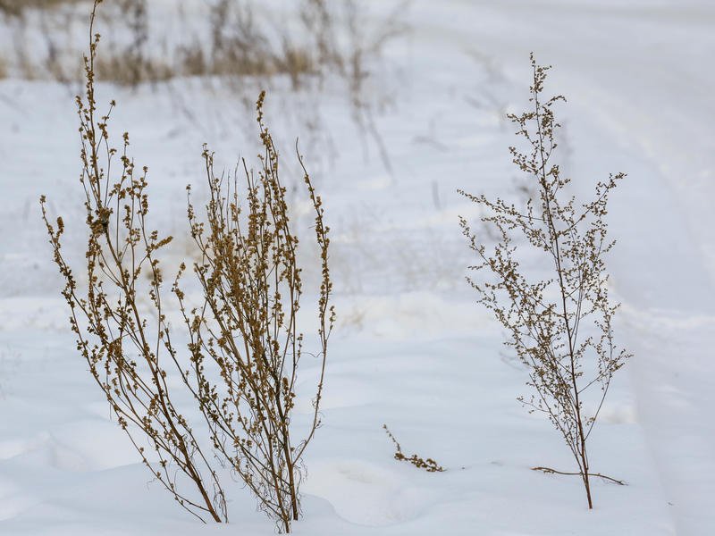 Гидрометцентр предупредил жителей Забайкалья о сильном снеге 12 февраля