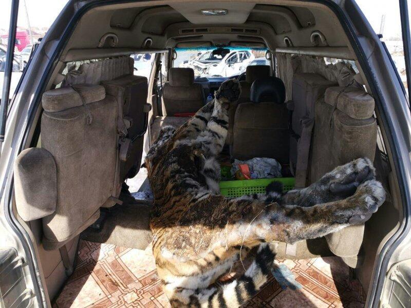 Полицейские нашли в машине разделанную тушу тигра (18+)