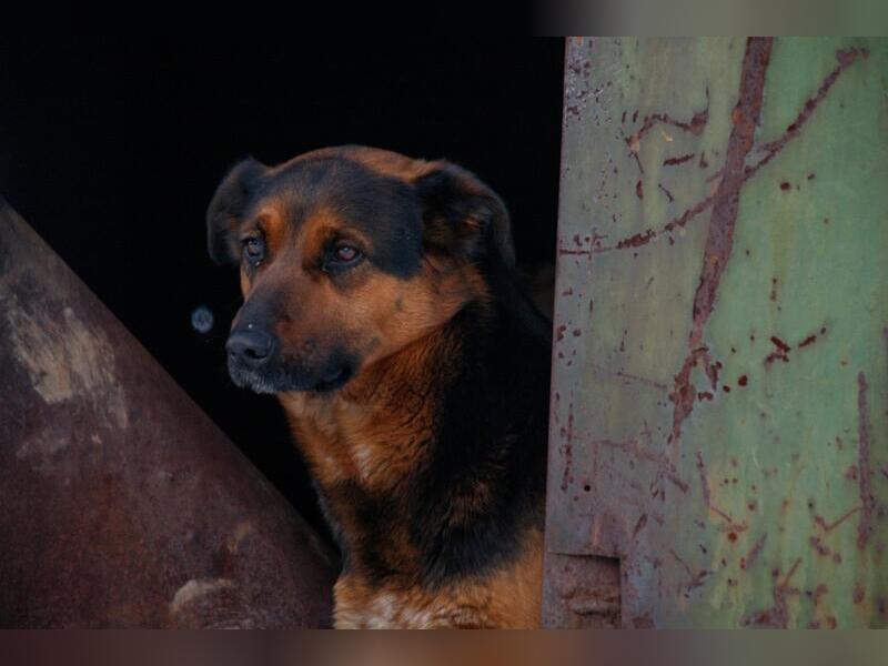 В Забайкалье полиция нашла водителя, протащил на привязи собаку по трассе (18+)