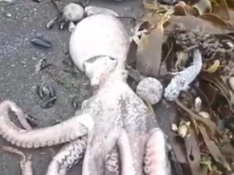 Следком начал проверку по сообщениям СМИ о массовой гибели морских животных на Камчатке