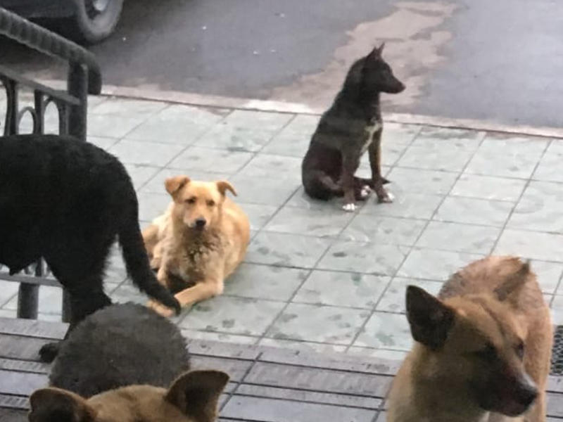 Денис Бочкарев предложил решение проблемы бродячих собак  в Чите