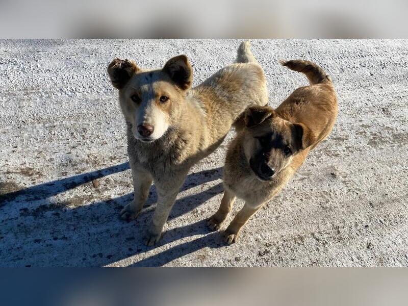 В Чите за сутки отловили более 40 собак