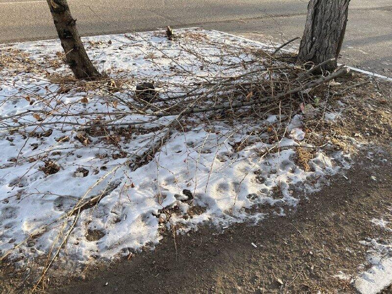 Читинская администрация почти месяц не может убрать ветки деревьев после спила