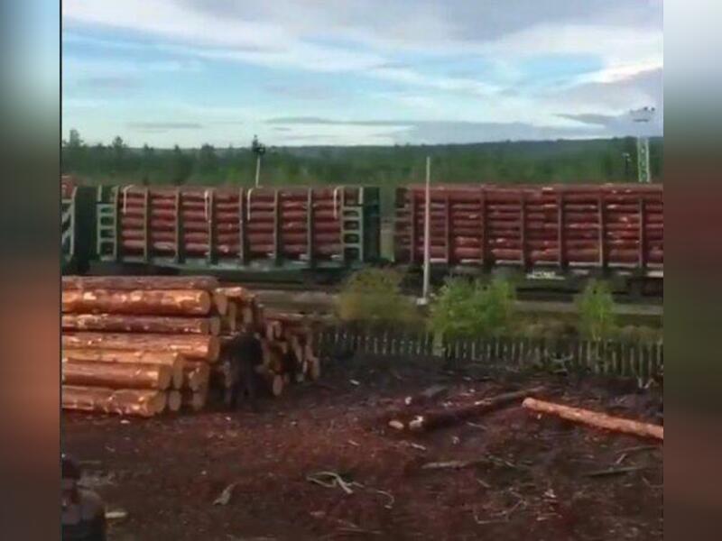 Во время якутских  пожаров в России резко вырос экспорт древесины