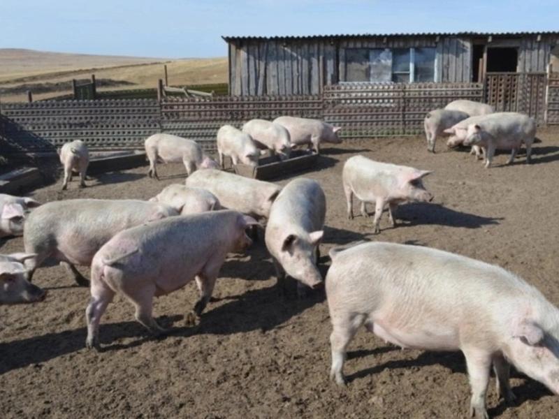 Очаг африканской чумы свиней выявили на территории Читы