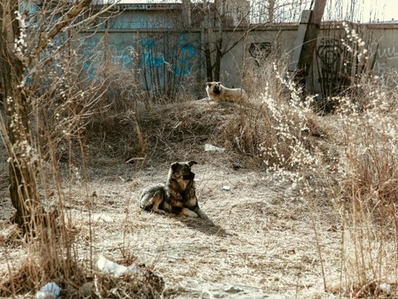 Собака напала на 9-летнюю девочку в Краснокаменске