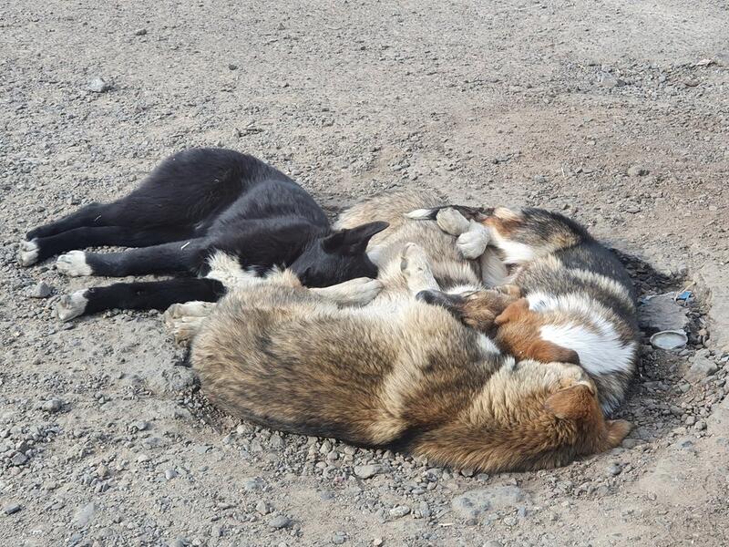 Почти 15 млн рублей потратят власти Читы на отлов бездомных животных к Новому году