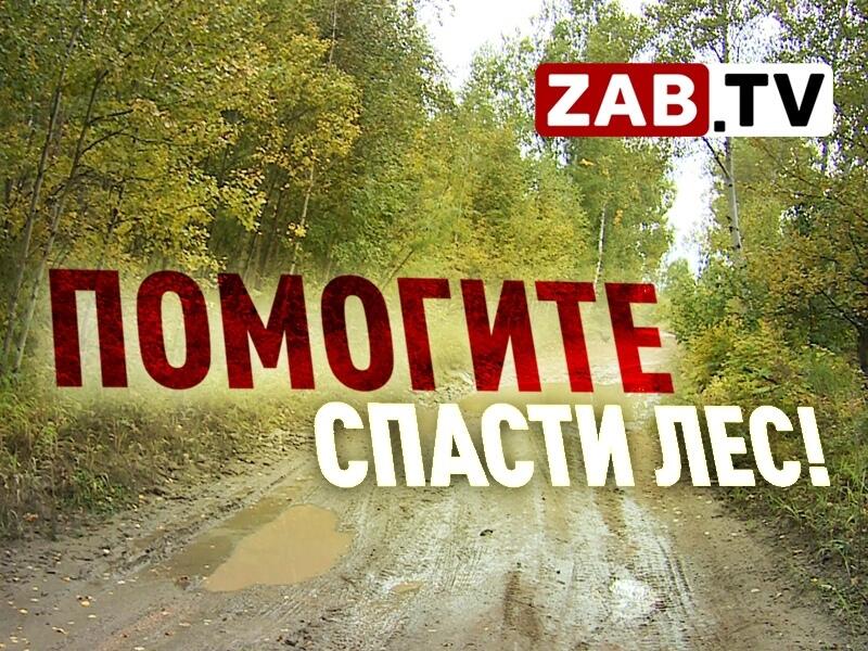 Жители Читинского района в одиночку отстаивают лес