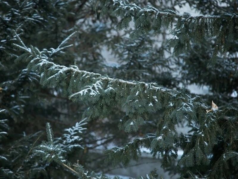 Синоптики прогнозируют небольшой снег в Чите 26 декабря
