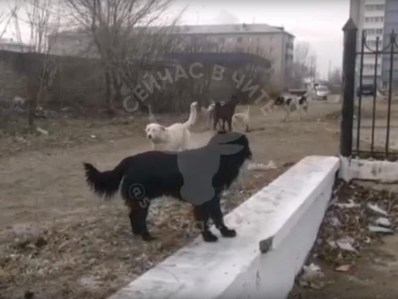 Стая бродячих собак собралась возле Дома культуры на ГРЭС