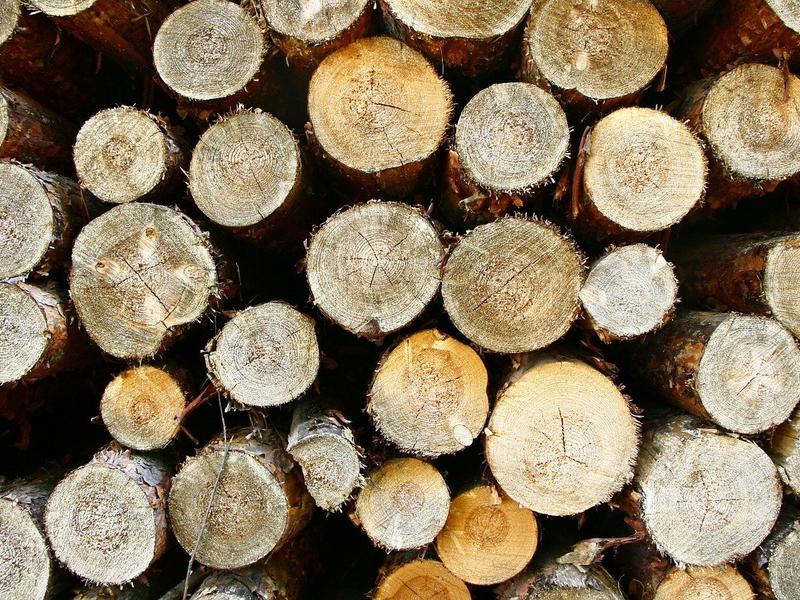 Суд обязал убраться в лесу осужденного за вырубку почти 600 деревьев забайкальца