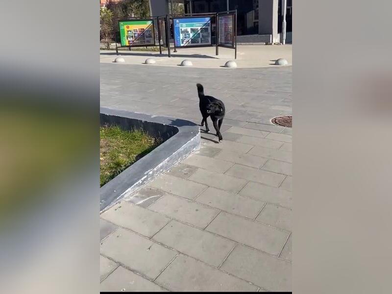 Очевидцы: Агрессивная собака пугает людей на Театральной площади