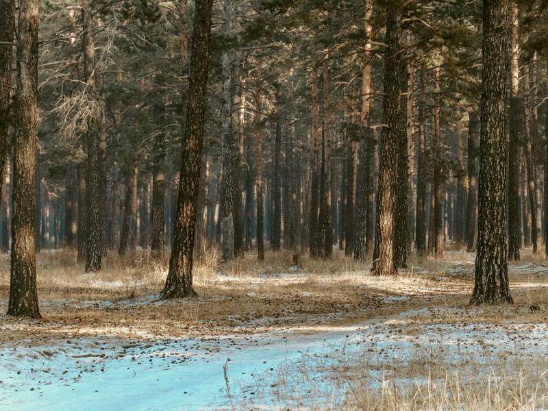 Штраф за незаконную заготовку древесины грозит забайкальцам