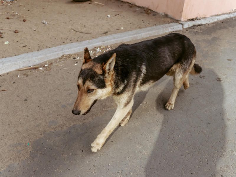 Власти Читы призвали горожан не подкармливать бездомных собак
