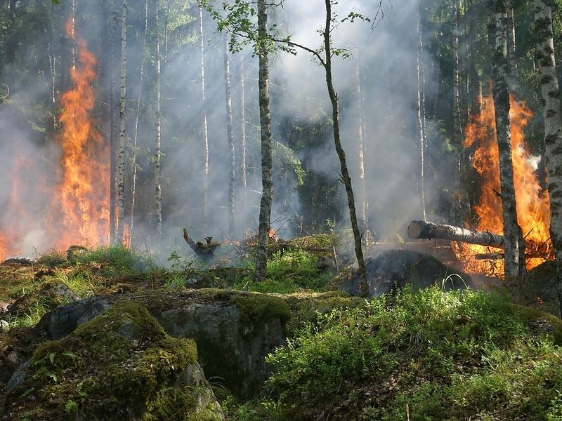 Площадь лесных пожаров в Забайкалье за три дня увеличилась почти в 3 раза