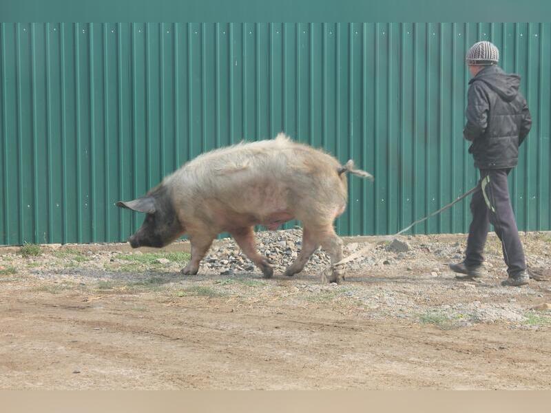 В Чите сняли запрет на свиней