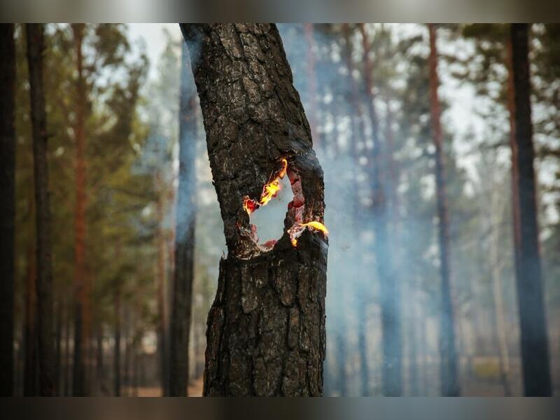 В районах Забайкалья прогнозируется высокая пожарная опасность