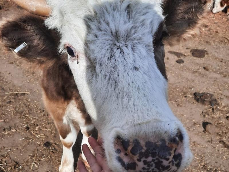 Бешенство выявили у крупного рогатого скота в Агинском районе Забайкалья