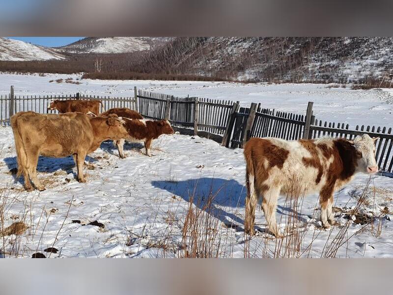 Сотрудники полиции задержали похитителей коров в Сретенском районе