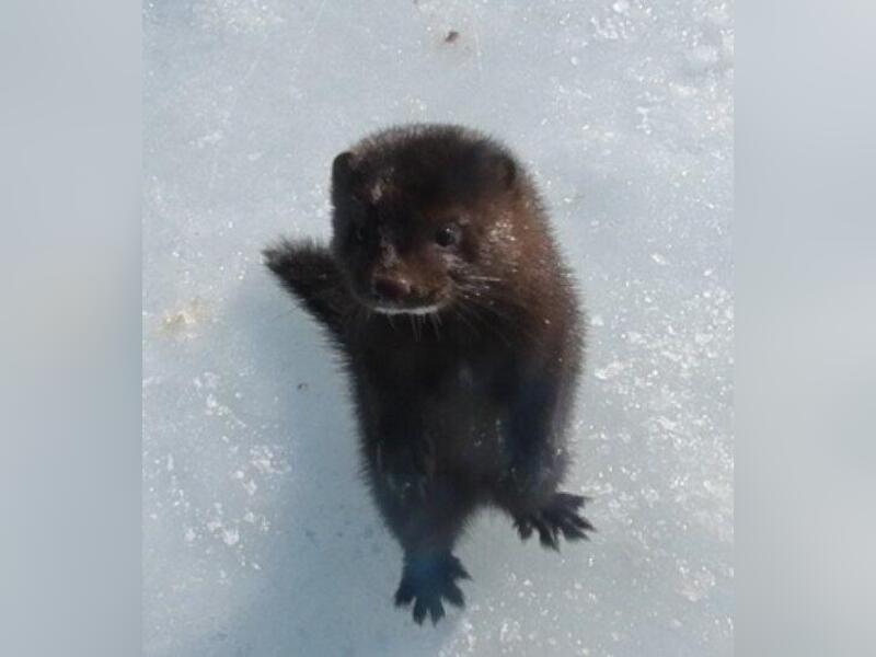Любопытного зверька заметили в заказнике «Джилинский»