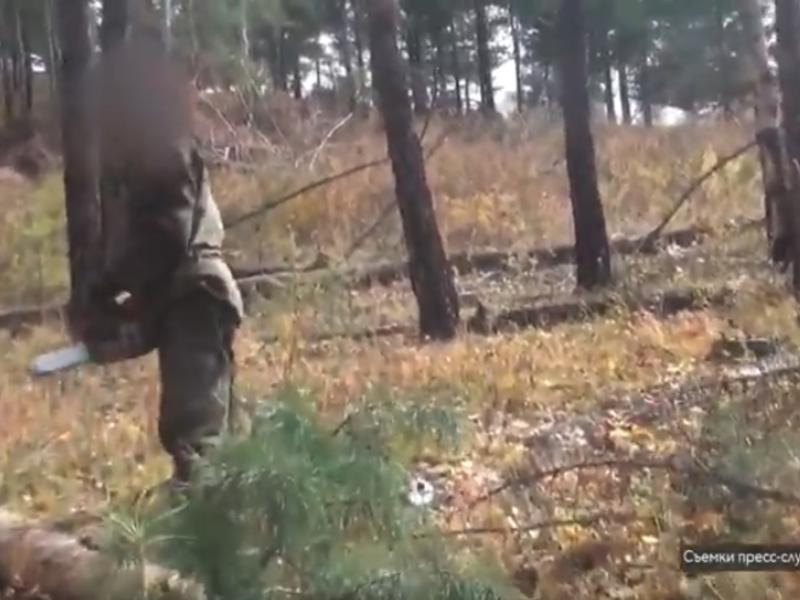 Депутат из Петровска-Забайкальского причастен к незаконным рубкам леса